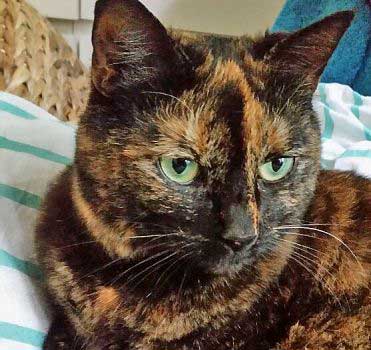 Tierbestattung Katze